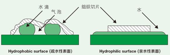 亲水型粘附载玻片（CL004A）